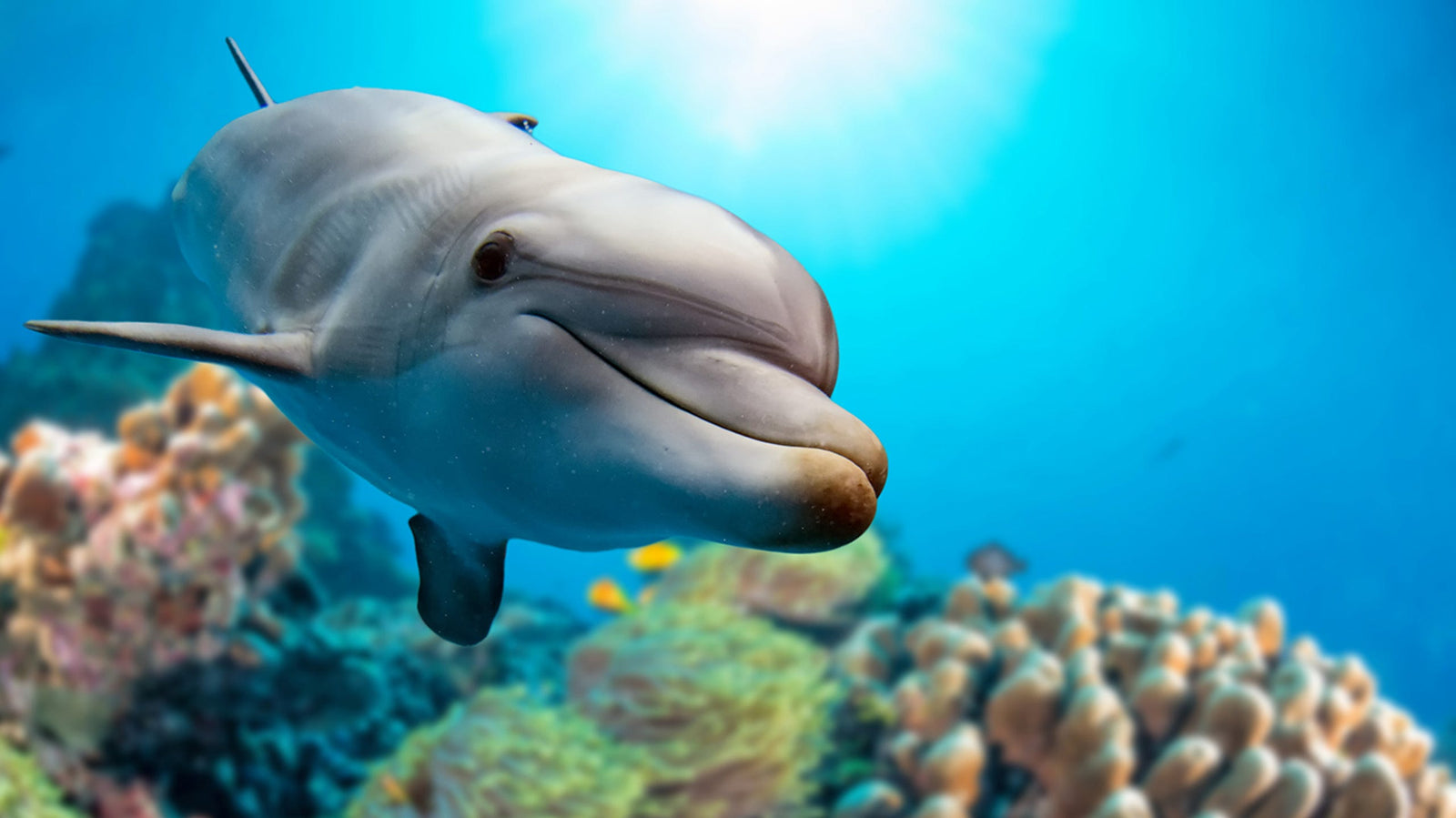 What Dolphins and Birds Can Teach Us About Sleep