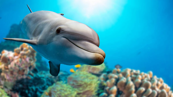What Dolphins and Birds Can Teach Us About Sleep